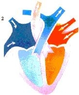hart21