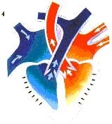 hart41