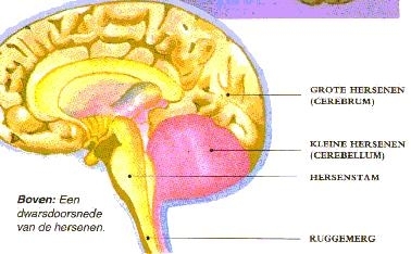doorsnede hersenen1