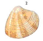 schelpen10