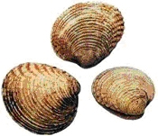 schelpen11