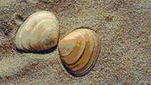 schelpen12