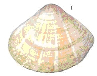 schelpen14