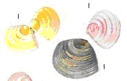schelpen16