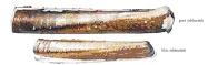 schelpen17