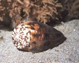 schelpen3