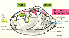 schelpen4