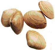 schelpen5
