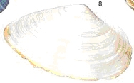 schelpen6
