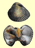 schelpen7