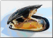 schelpen8