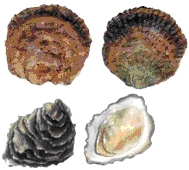 schelpen9