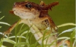 salamander1