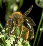 bijen